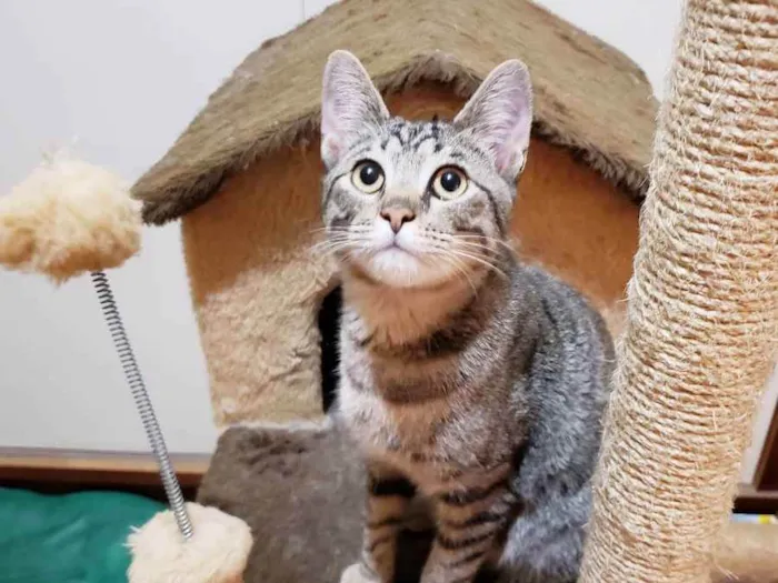 Gato ra a Srd  idade 7 a 11 meses nome Paco