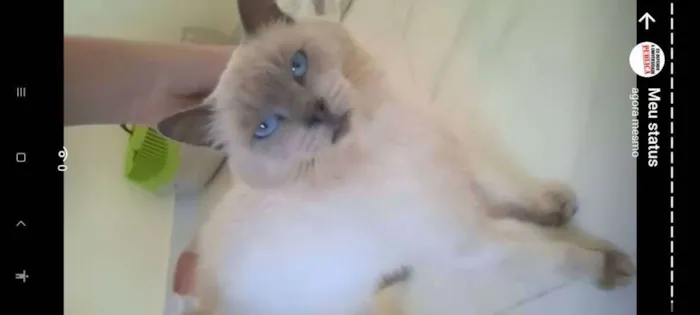 Gato ra a sialata idade 6 ou mais anos nome Blue