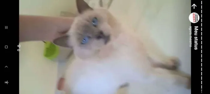 Gato ra a sialata idade 6 ou mais anos nome Blue