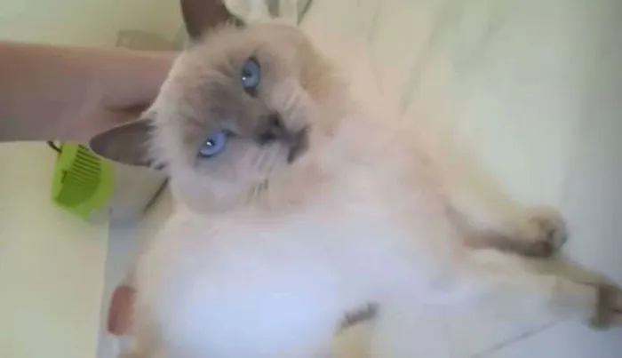 Gato ra a sialata idade 6 ou mais anos nome Blue