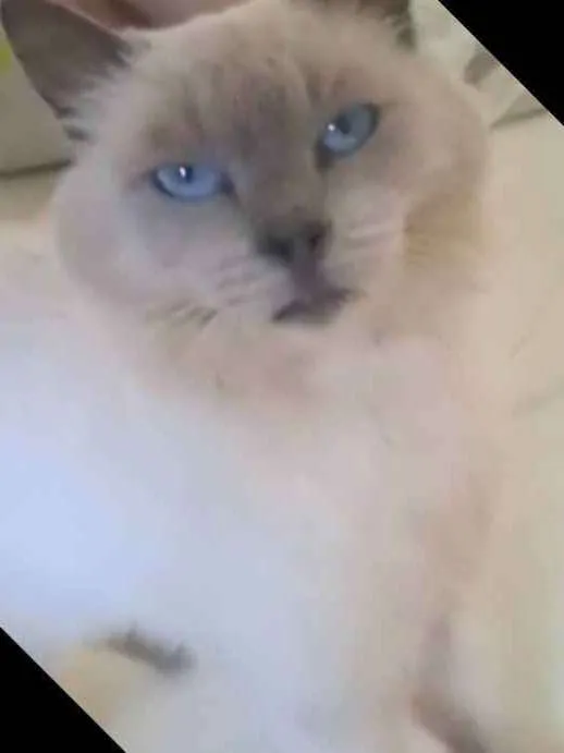 Gato ra a sialata idade 6 ou mais anos nome Blue