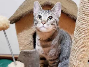 Gato raça Srd  idade 7 a 11 meses nome Paco