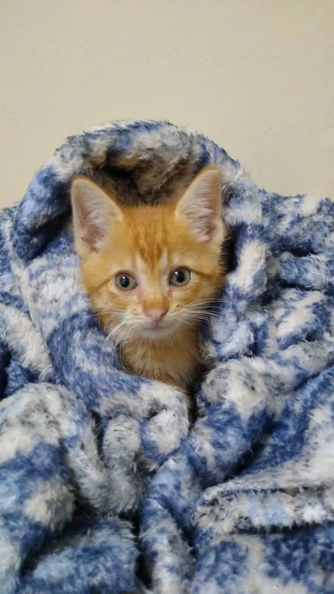 Gato raça SRD idade Abaixo de 2 meses nome DENGOSO
