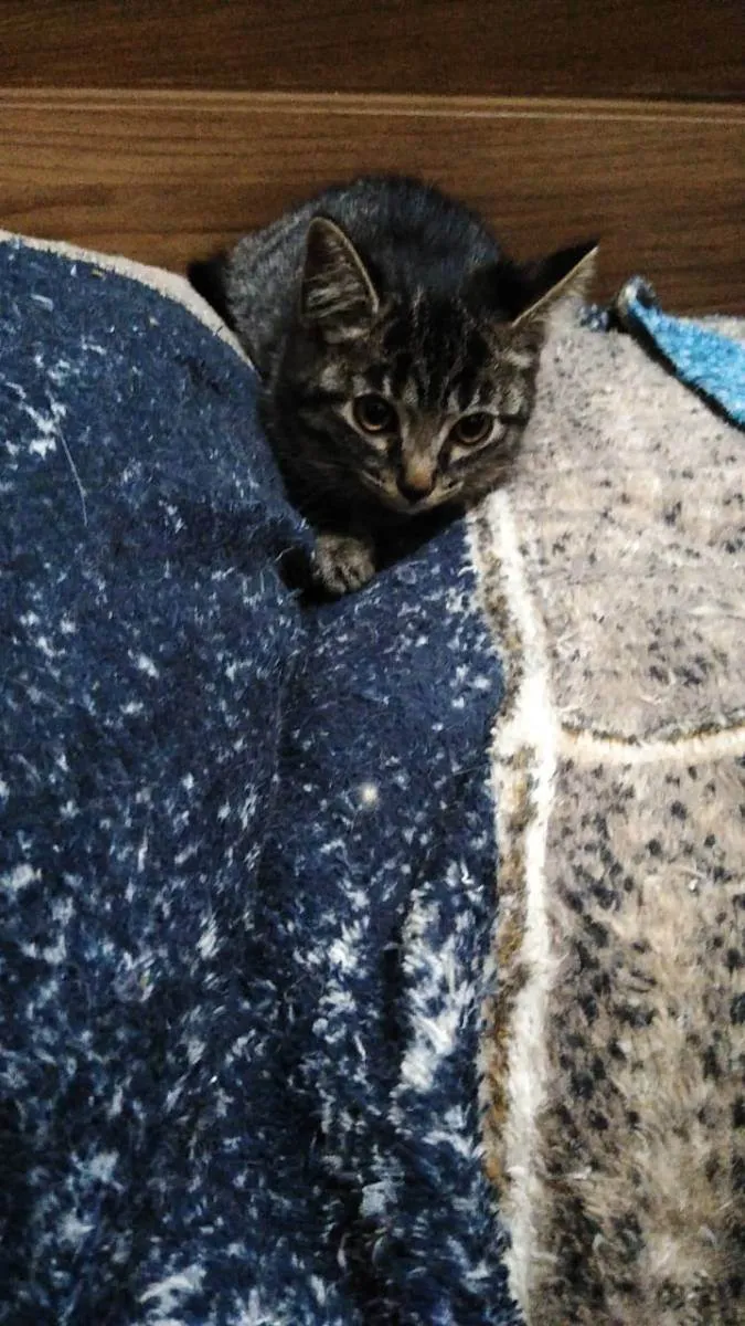 Gato raça SRD idade Abaixo de 2 meses nome DANADA