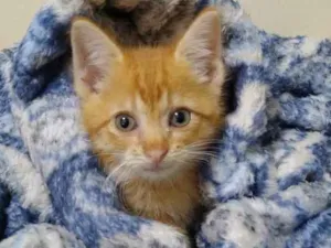 Gato raça SRD idade Abaixo de 2 meses nome DENGOSO