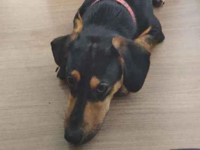 Cachorro ra a mistura de linguicinha e vira  idade 7 a 11 meses nome Loki