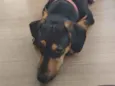 Loki