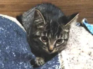 Gato raça SRD idade Abaixo de 2 meses nome DANADA