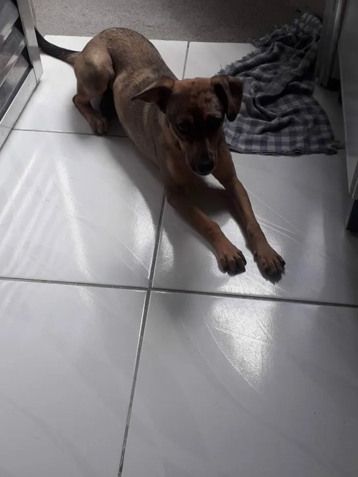 Cachorro ra a Vira-lata  idade 7 a 11 meses nome Maya