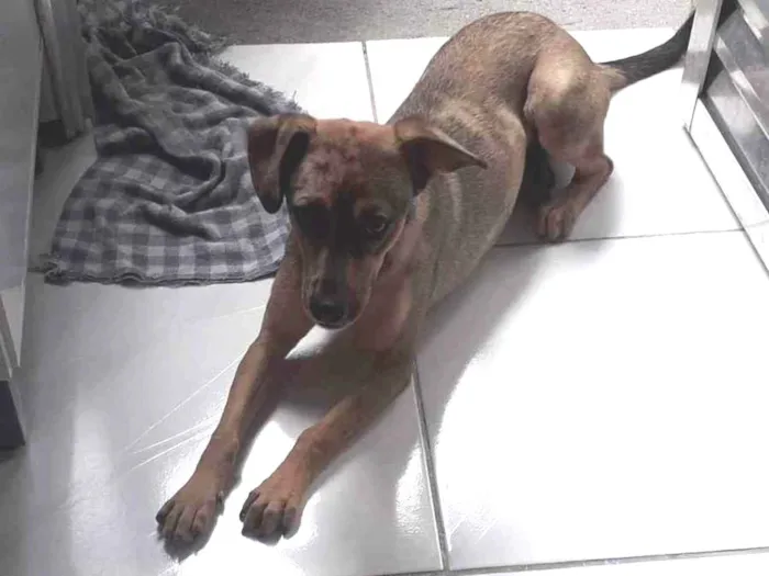 Cachorro ra a Vira-lata  idade 7 a 11 meses nome Maya