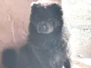 Cachorro raça Chow chow idade 3 anos nome Jade