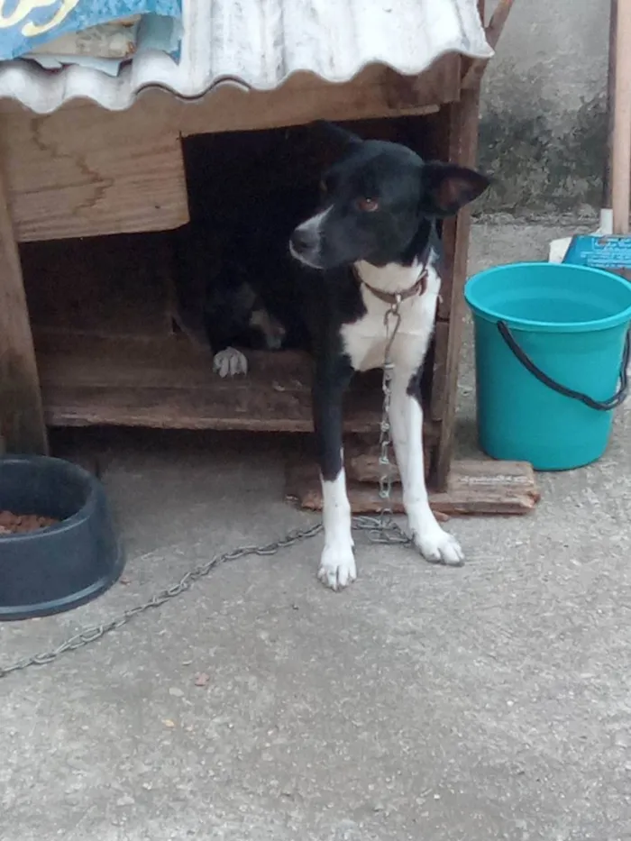 Cachorro ra a Vira lata idade 2 anos nome Dulce