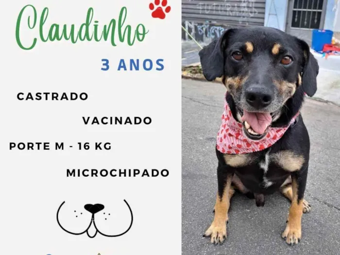 Cachorro ra a Srd idade 3 anos nome Claudinho