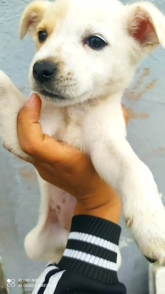 Cachorro ra a Srd idade 2 a 6 meses nome Hanna