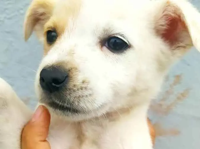Cachorro ra a Srd idade 2 a 6 meses nome Hanna