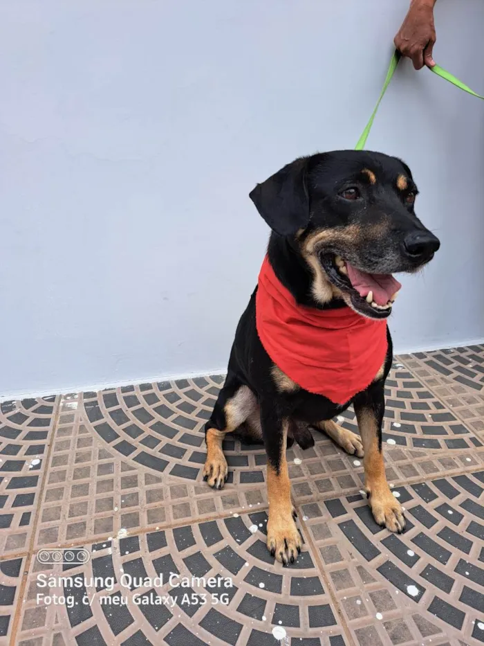 Cachorro ra a Srd idade 3 anos nome Claudinho