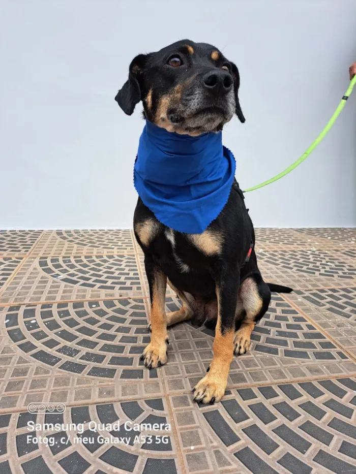 Cachorro ra a Srd idade 3 anos nome Claudinho