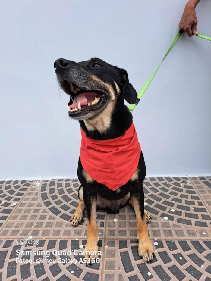 Cachorro ra a Srd idade 3 anos nome Claudinho