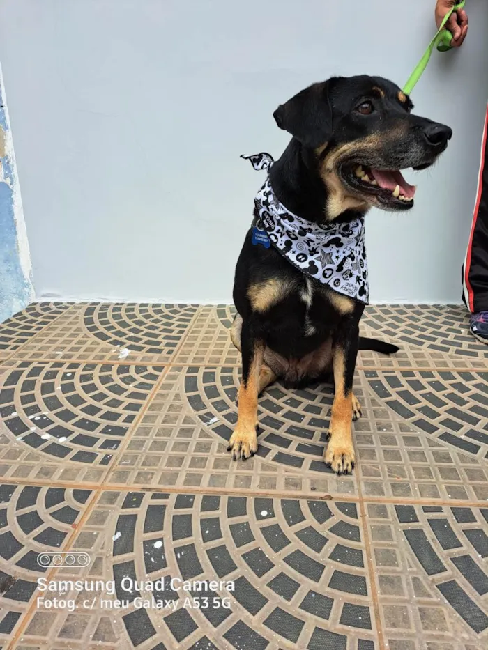 Cachorro ra a Srd idade 3 anos nome Claudinho