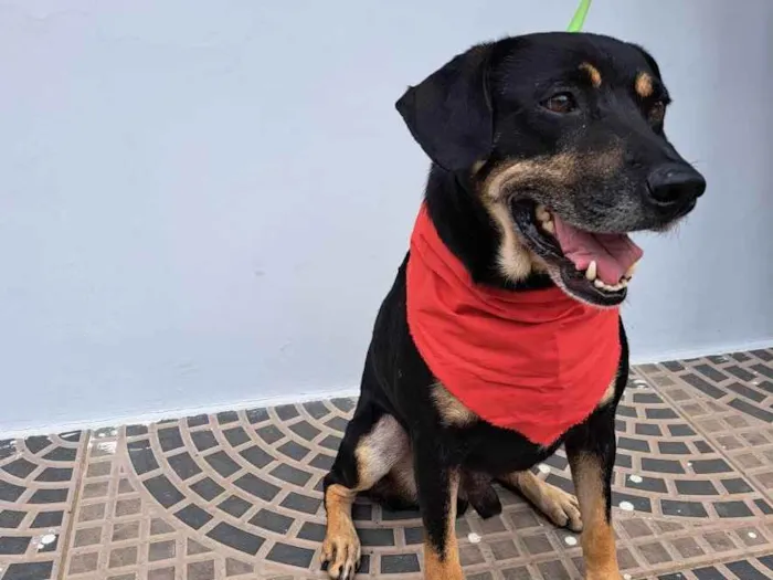 Cachorro ra a Srd idade 3 anos nome Claudinho