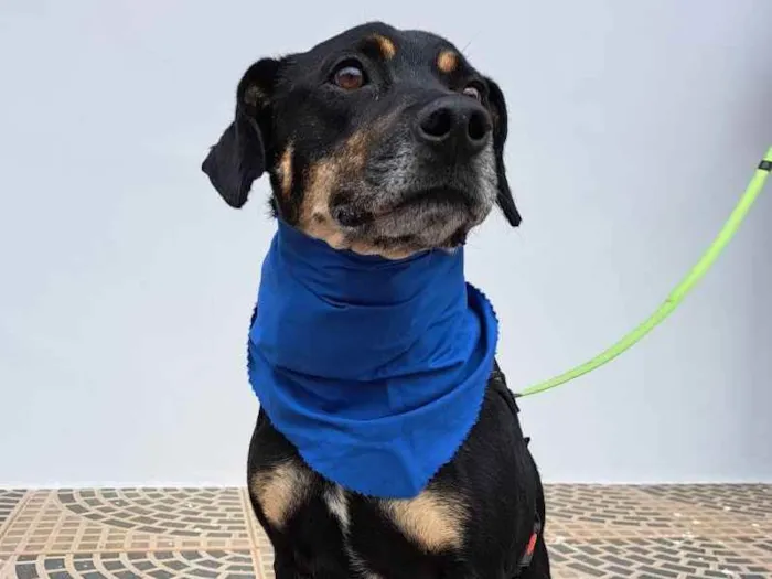 Cachorro ra a Srd idade 3 anos nome Claudinho
