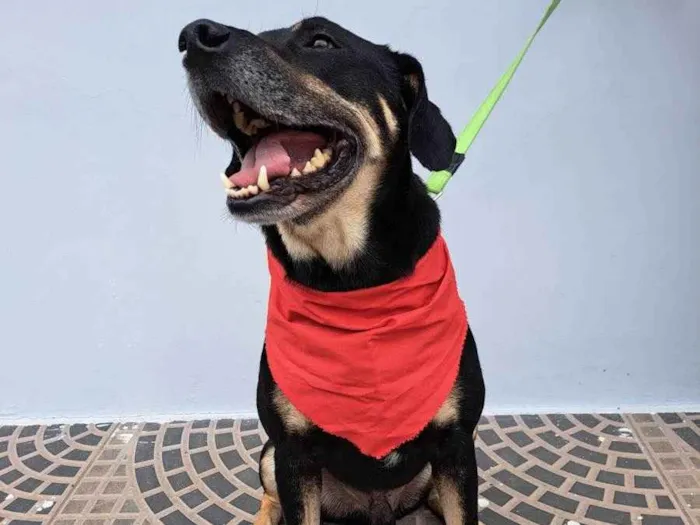 Cachorro ra a Srd idade 3 anos nome Claudinho