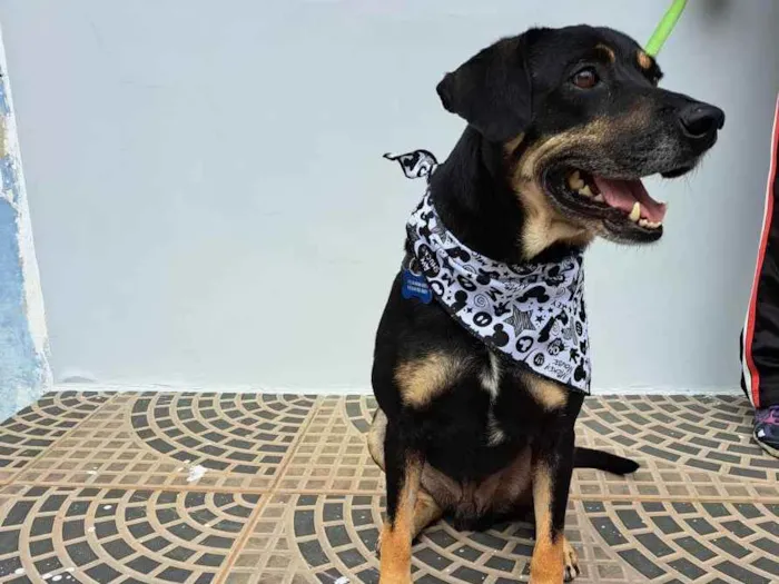 Cachorro ra a Srd idade 3 anos nome Claudinho
