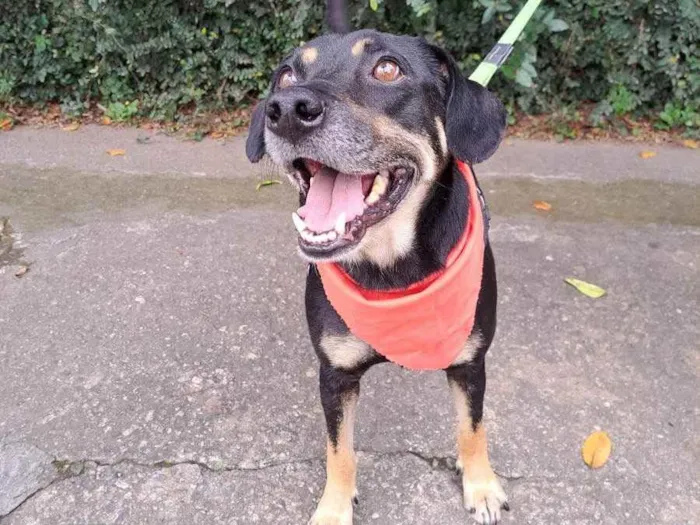 Cachorro ra a Srd idade 3 anos nome Claudinho