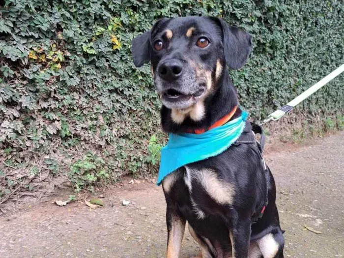 Cachorro ra a Srd idade 3 anos nome Claudinho