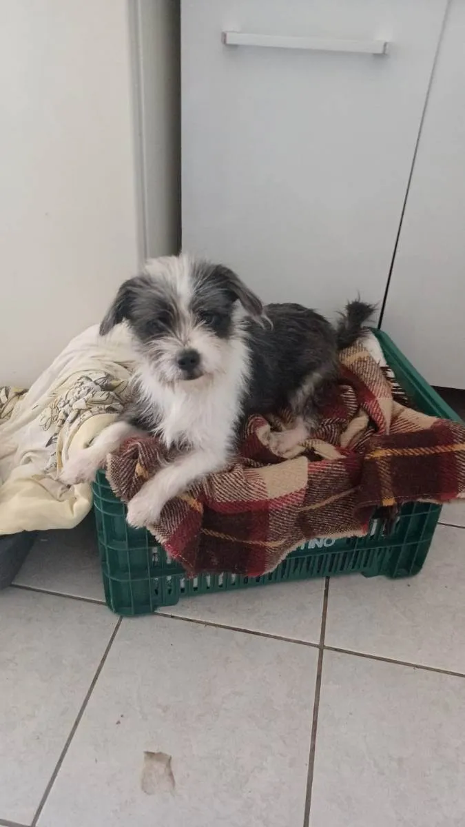 Cachorro ra a Sem raça definida idade 1 ano nome Lohana