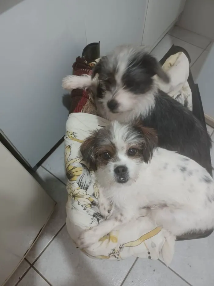 Cachorro ra a Sem raça definida idade 1 ano nome Lohana