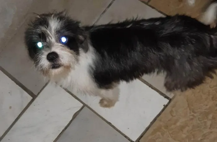 Cachorro ra a Sem raça definida idade 1 ano nome Lohana