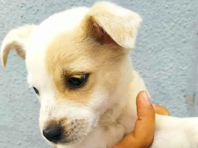 Cachorro ra a Srd idade 2 a 6 meses nome Hanna