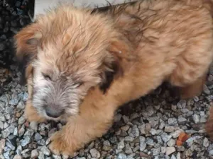 Cachorro raça Sem raça definida idade 2 a 6 meses nome Lala e Lulu