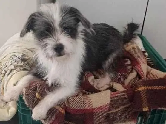 Cachorro ra a Sem raça definida idade 1 ano nome Lohana