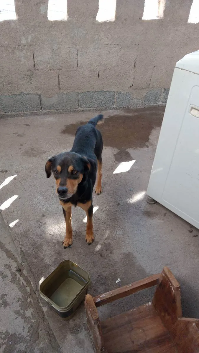 Cachorro raça Viralata idade 3 anos nome Billy