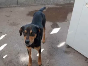 Cachorro raça Viralata idade 3 anos nome Billy