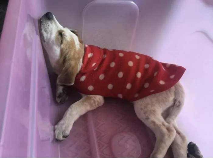 Cachorro ra a Sem raça idade 2 a 6 meses nome Kiara