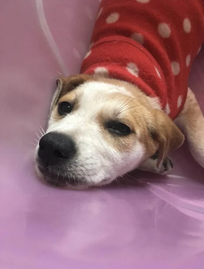 Cachorro ra a Sem raça idade 2 a 6 meses nome Kiara
