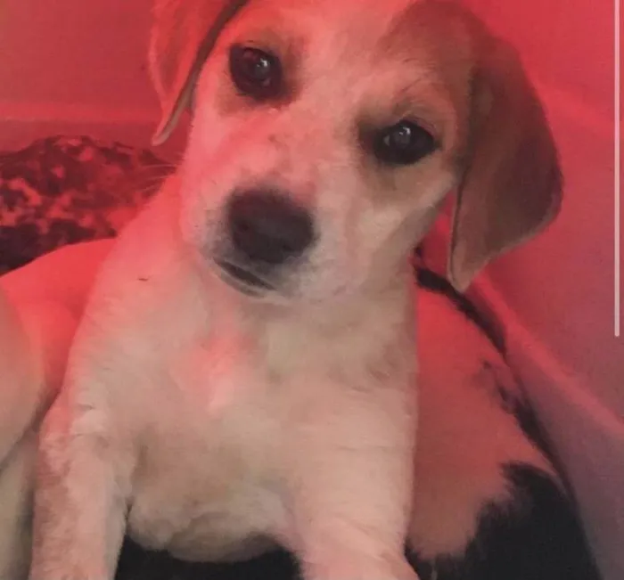 Cachorro ra a Sem raça idade 2 a 6 meses nome Kiara