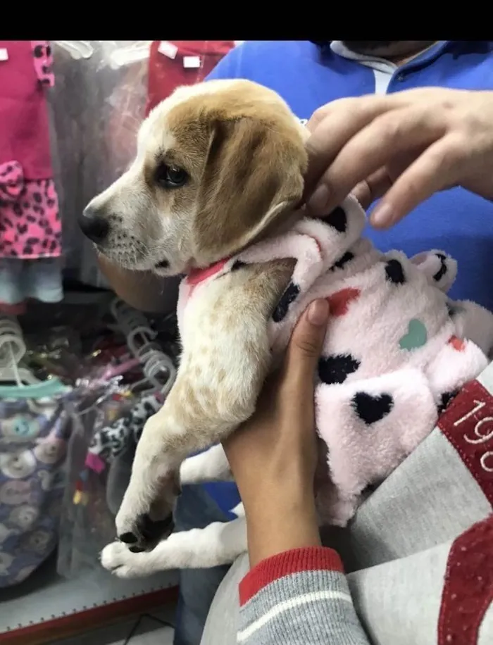 Cachorro ra a Sem raça idade 2 a 6 meses nome Kiara