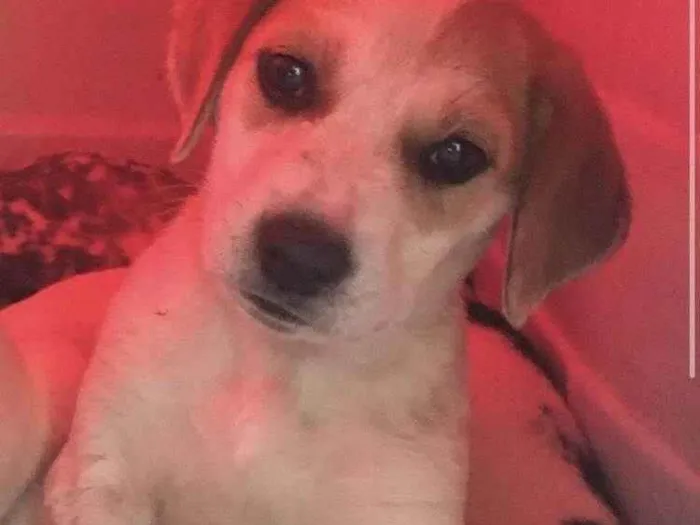 Cachorro ra a Sem raça idade 2 a 6 meses nome Kiara