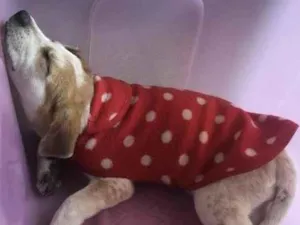 Cachorro raça Sem raça idade 2 a 6 meses nome Kiara