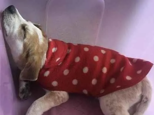 Cachorro ra a Sem raça idade 2 a 6 meses nome Kiara