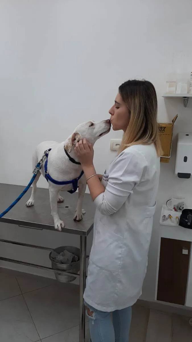 Cachorro ra a SRD (Sem Raça Definida) idade 2 anos nome Tapioca