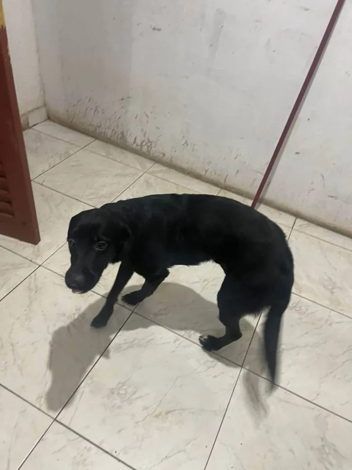 Cachorro ra a Labrador  idade 1 ano nome Gumball