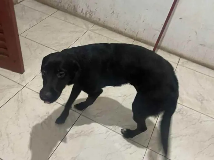 Cachorro ra a Labrador  idade 1 ano nome Gumball