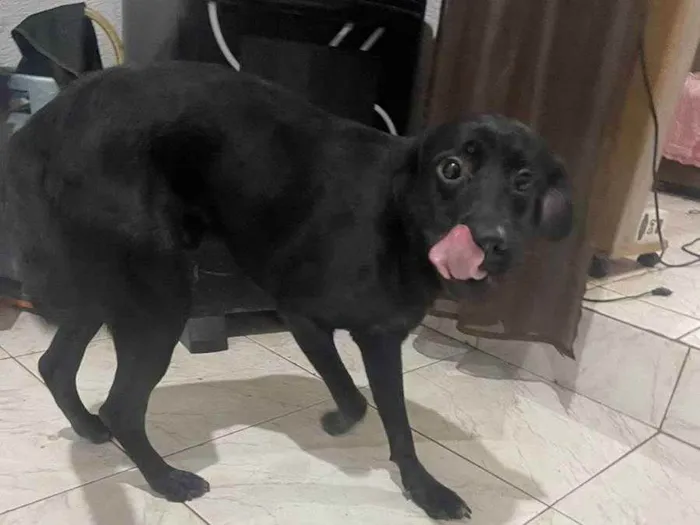 Cachorro ra a Labrador  idade 1 ano nome Gumball