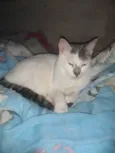 Nic