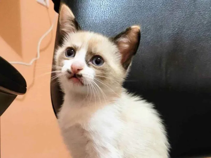 Gato ra a  idade Abaixo de 2 meses nome Sem nome
